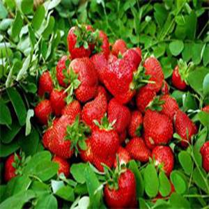 红花草莓苗