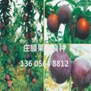 中国黑油王桃苗