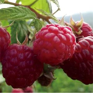 帝果红树莓
