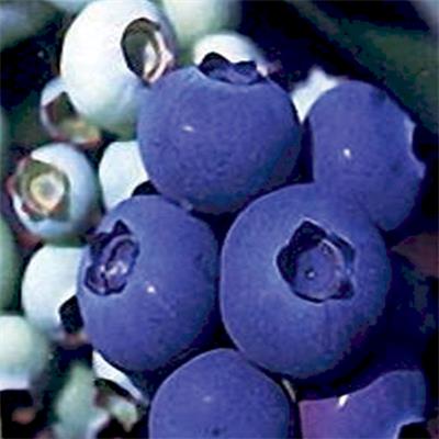 斯巴坦蓝莓苗